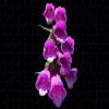 Plant Purple Orchid Flower Flower Fabric Silk Poster Print Home Decoration 84788 view 1