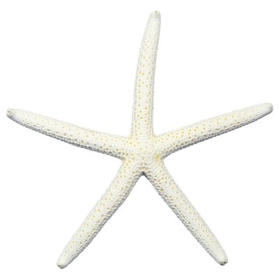 U.S. Shell White Finger Starfish, 7-8"