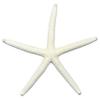 U.S. Shell White Finger Starfish, 7-8" view 1