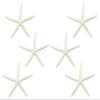 U.S. Shell White Finger Starfish, 7-8" view 3