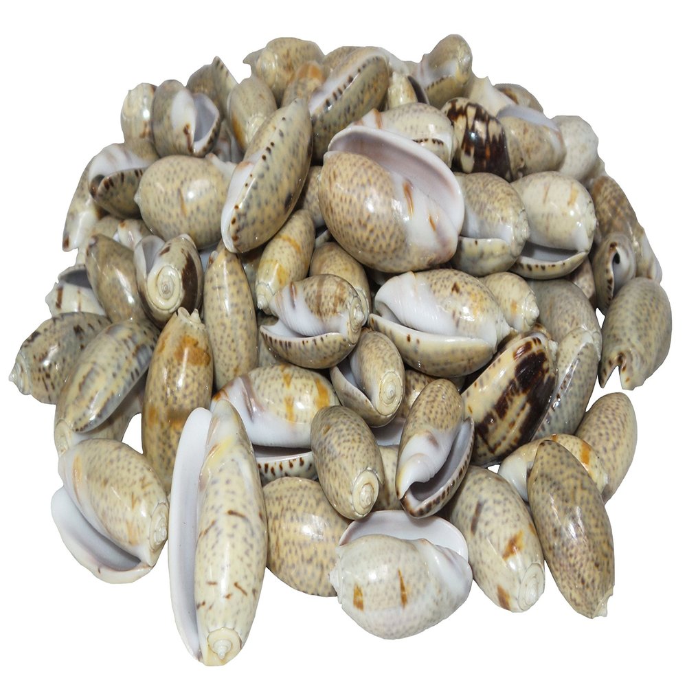 U.S. Shell Olive Shells for Home Decor