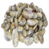 U.S. Shell Olive Shells for Home Decor view 1