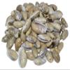 U.S. Shell Olive Shells for Home Decor view 2