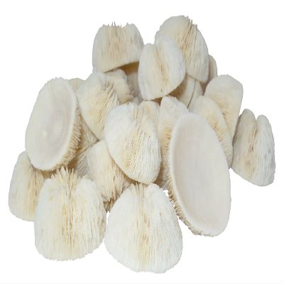 U.S. Shell Cupped Mushroom Coral for Home Decor, 1"-2"
