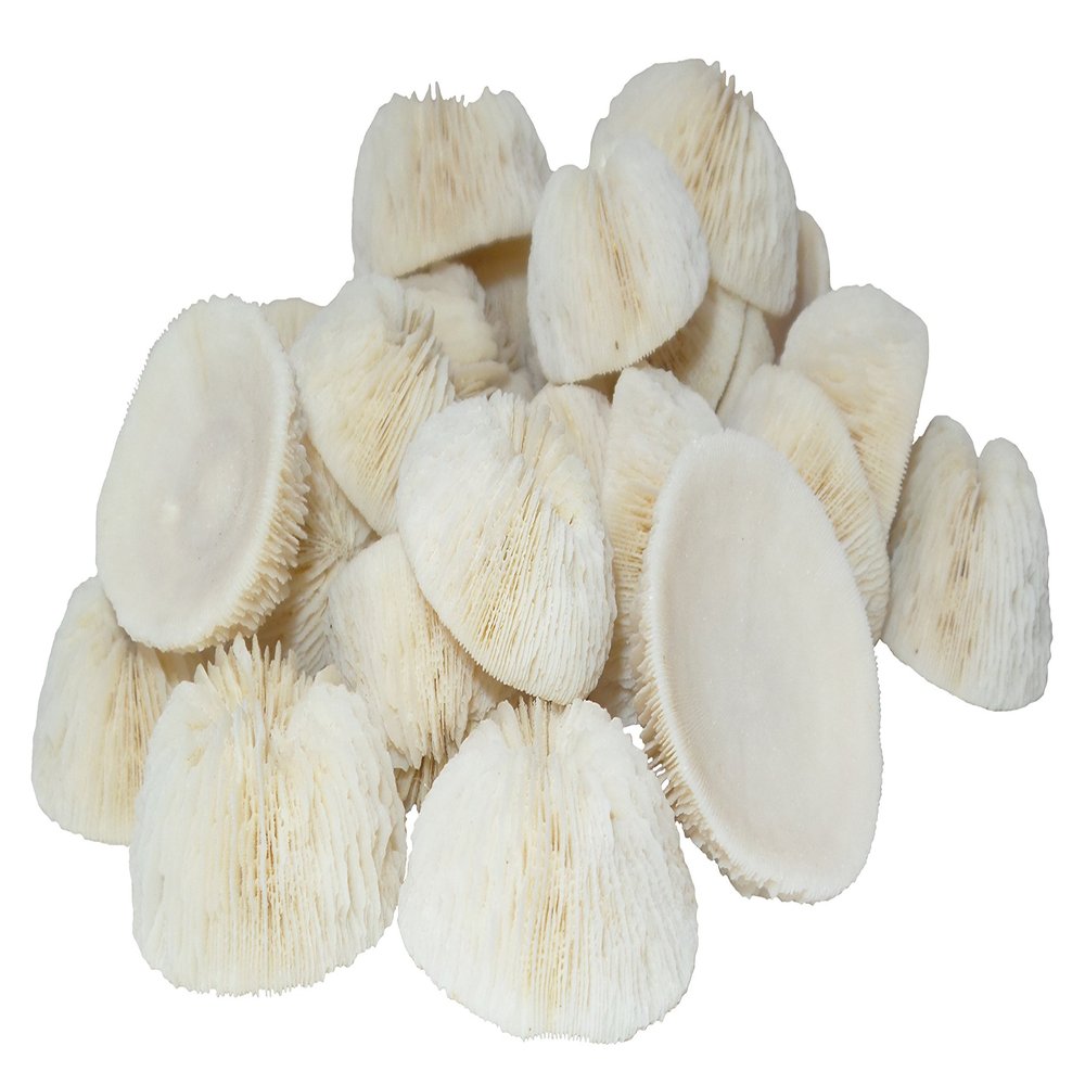 U.S. Shell Cupped Mushroom Coral for Home Decor, 1"-2"