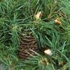 Northlight Z99420 24" Pre-Lit Dakota Red Pine Artifici view 2