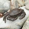 Zingz & Thingz Cast Iron Collection Key Hider, 6.25x4.375x2.25", Crab view 2
