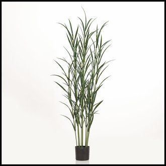 72in. Pampas Grass Cluster in Weighted Base, Outdoor Rated