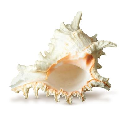 Conch Shell Decor - Seashell Decor - 6-7" Large Murex Ramosus Sea Shell - Shells for Decoration - Large Seashells for Crafts - Magic Conch Shell Room Decor