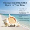 Conch Shell Decor - Seashell Decor - 6-7" Large Murex Ramosus Sea Shell - Shells for Decoration - Large Seashells for Crafts - Magic Conch Shell Room Decor view 4