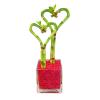 Athena's Garden Dual Heart Bamboo Plants Live Lucky Bamboo Stalks Indoor Plants in Glass Vase and Red Rock (BA-HS0810SQ4PRRed) view 1