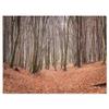 Designart PT14006-20-12 Leaves in The Thick Fall Large Forest Canvas Art, 12" H x 20" W x 1" D 1P view 3