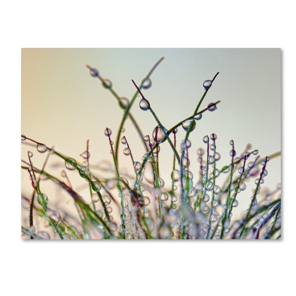 Trademark Fine Art Dewy Grass by Cora Niele, 18x24-Inch