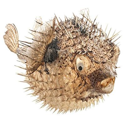 The Seashell Company Porcupine Blowfish Decor 5-6, Nautical Coastal Home Hanging Decoration