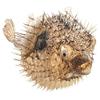 The Seashell Company Porcupine Blowfish Decor 5-6, Nautical Coastal Home Hanging Decoration view 1