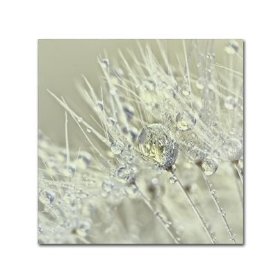 Trademark Fine Art Dandelion Dew III by Cora Niele, 24x24-Inch