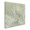 Trademark Fine Art Dandelion Dew III by Cora Niele, 24x24-Inch view 2