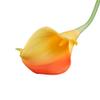 Angel Isabella Lot of 60-Real Touch Calla Lilies (2-Tone-Orange Yellow) view 1