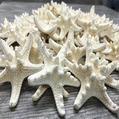 Real Knobby Starfish | 48 Real Knobby Starfish White 3" to 4" | Plus Free Nautical eBook by Joseph Rains