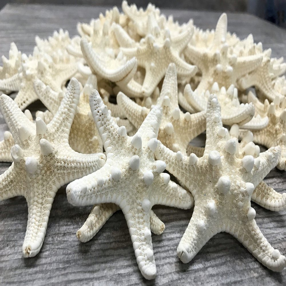 Real Knobby Starfish | 48 Real Knobby Starfish White 3" to 4" | Plus Free Nautical eBook by Joseph Rains