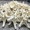 Real Knobby Starfish | 48 Real Knobby Starfish White 3" to 4" | Plus Free Nautical eBook by Joseph Rains view 1