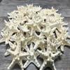 Real Knobby Starfish | 48 Real Knobby Starfish White 3" to 4" | Plus Free Nautical eBook by Joseph Rains view 2