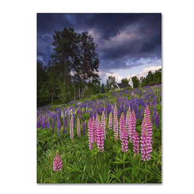 Lupines on the Hill by Michael Blanchette Photography, 18x24-Inch Canvas Wall Art