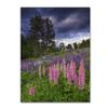 Lupines on the Hill by Michael Blanchette Photography, 18x24-Inch Canvas Wall Art view 1