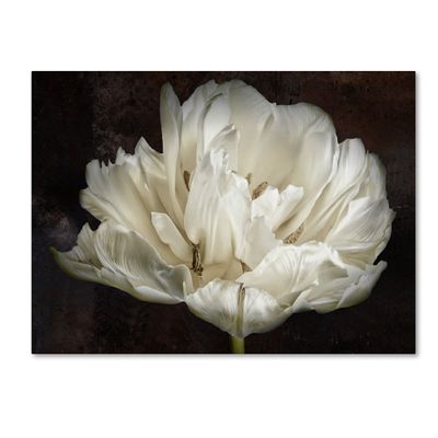 Trademark Fine Art Double White Tulip by Cora Niele, 18x24-Inch
