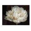 Trademark Fine Art Double White Tulip by Cora Niele, 18x24-Inch view 1