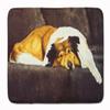 Caroline's Treasures AMB1031RUG Collie by Tanya and Craig Amberson Machine Washable Memory Foam Mat, Bathroom Rug, Non-Slip Bath Mat, Durable Thick Washable Rugs for Kitchen, Bathroom Quick Dry, Decor view 1