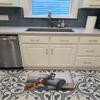 Caroline's Treasures BDBA0182RUG Basset Hound and Cat on couch Machine Washable Memory Foam Mat, Bathroom Rug, Non-Slip Bath Mat, Durable Thick Washable Rugs for Kitchen, Bathroom Quick Dry, Decorativ view 3