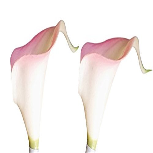 Angel Isabella Lot of 60-Real Touch Calla Lilies (Baby Pink Trim)
