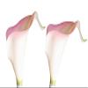 Angel Isabella Lot of 60-Real Touch Calla Lilies (Baby Pink Trim) view 1