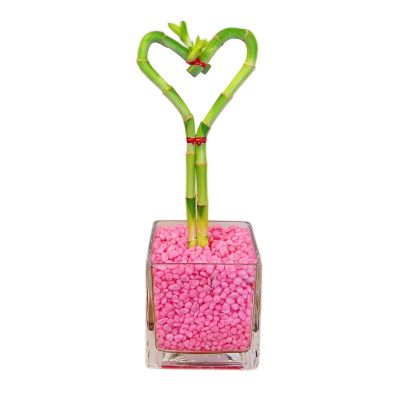 Athena's Garden Heart Shape Bamboo Plants Live Indoor Lucky Bamboo Stalk in Glass Vase and Pink Rock (BA-HS08SQ4PRL)