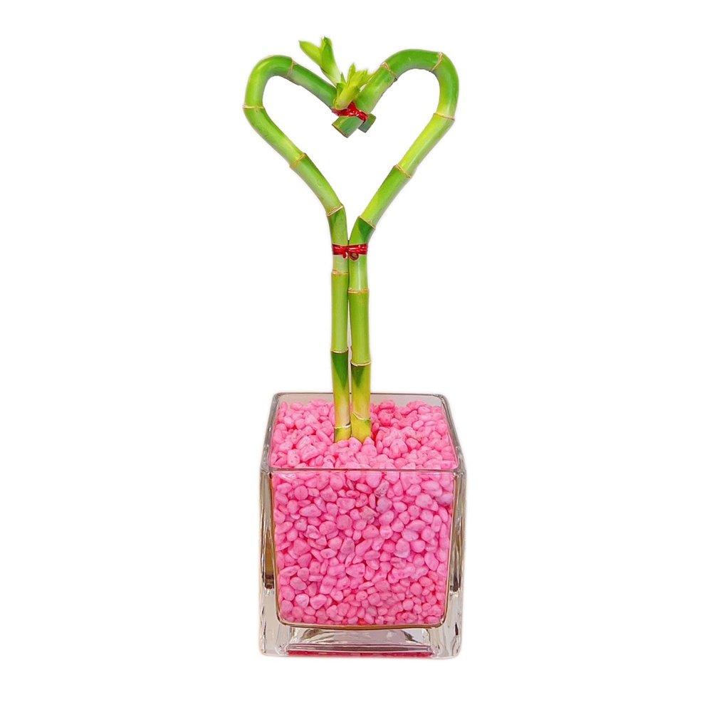 Athena's Garden Heart Shape Bamboo Plants Live Indoor Lucky Bamboo Stalk in Glass Vase and Pink Rock (BA-HS08SQ4PRL)