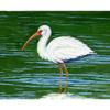 Betsy Drake Dick's White Ibis Door Mat 18x26 view 1