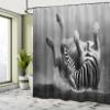 Ambesonne Africa Shower Curtain, Zebra Rolling in The Dust Savage Animal Mammal Activity Eco Photo, Cloth Fabric Bathroom Decor Set with Hooks, 69" W x 75" L, Black and White view 4