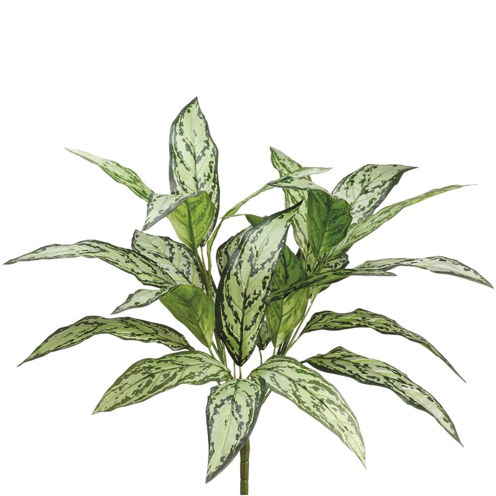 SilksAreForever 24" Aglaonema Silver Queen Silk Plant -2 Tone Green (Pack of 12)