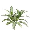 SilksAreForever 24" Aglaonema Silver Queen Silk Plant -2 Tone Green (Pack of 12) view 1