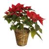 Wald Imports 7" Rattan Pot Cover Basket, Brown view 3