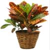 Wald Imports 7" Rattan Pot Cover Basket, Brown view 4