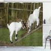 Ambesonne Animal Shower Curtain, Little Goats on a Bench Their Horns Picture Image Design, Cloth Fabric Bathroom Decor Set with Hooks, 69" W x 84" L, White Green view 1