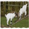 Ambesonne Animal Shower Curtain, Little Goats on a Bench Their Horns Picture Image Design, Cloth Fabric Bathroom Decor Set with Hooks, 69" W x 84" L, White Green view 2