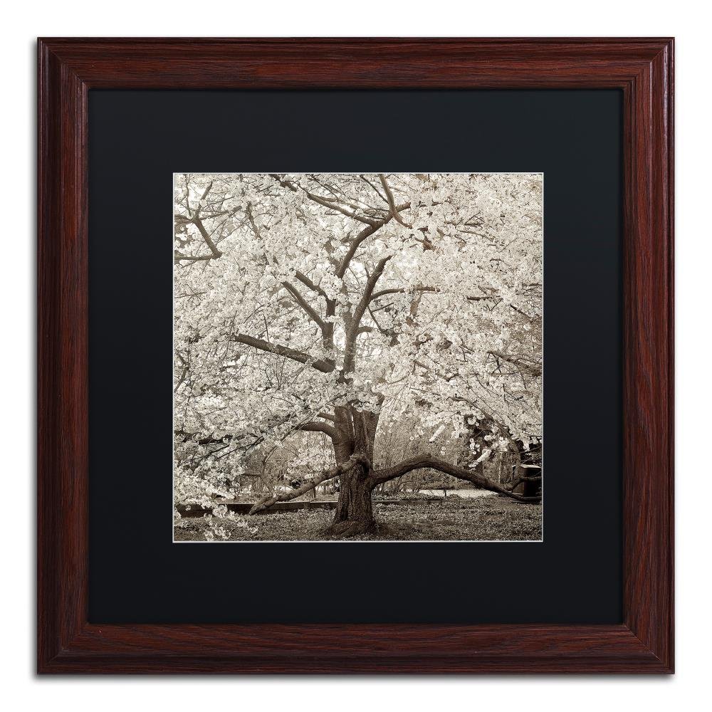 Trademark Fine Art ALI5235-W1616BMF Hampton Magnolia II by Alan Blaustein, Black Matte, Wood Frame 16x16-Inch