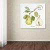 Trademark Fine Art My Greenhouse Fruit I by Lisa Audit, 18x18-Inch view 2