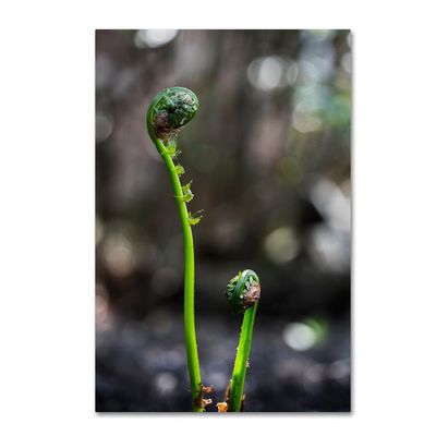 Trademark Fine Art Fern Unfolding by Kurt Shaffer, 16x24-Inch