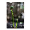 Trademark Fine Art Fern Unfolding by Kurt Shaffer, 16x24-Inch view 1