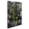 Trademark Fine Art Fern Unfolding by Kurt Shaffer, 16x24-Inch view 2