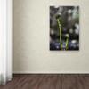 Trademark Fine Art Fern Unfolding by Kurt Shaffer, 16x24-Inch view 3